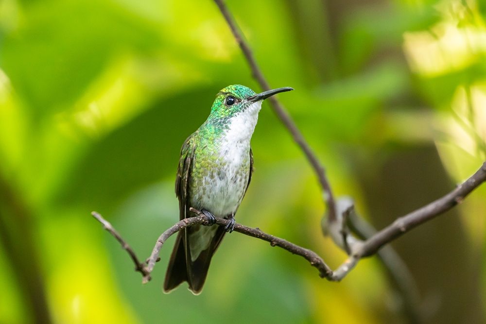 Caribbean-Trinidad-Asa Wright Nature Center White-chested emerald hummingbird on limb art print by Jaynes Gallery for $57.95 CAD