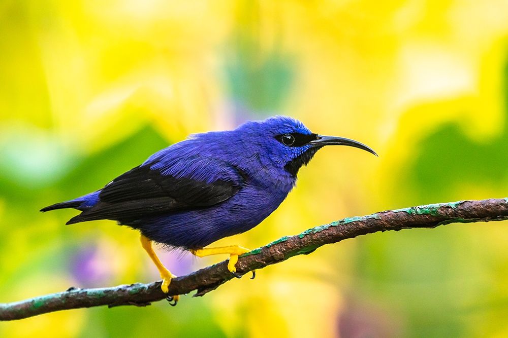 Caribbean-Trinidad-Asa Wright Nature Center Male purple honeycreeper on limb art print by Jaynes Gallery for $57.95 CAD