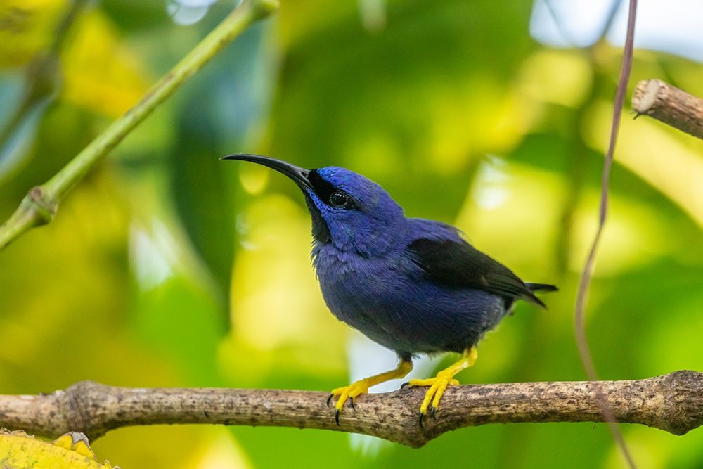 Caribbean-Trinidad-Asa Wright Nature Center Male purple honeycreeper on limb art print by Jaynes Gallery for $57.95 CAD
