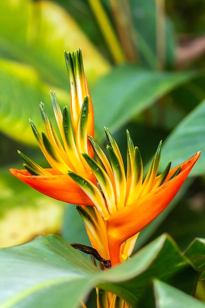 Caribbean-Trinidad-Asa Wright Nature Center Bird of paradise blossom art print by Jaynes Gallery for $57.95 CAD