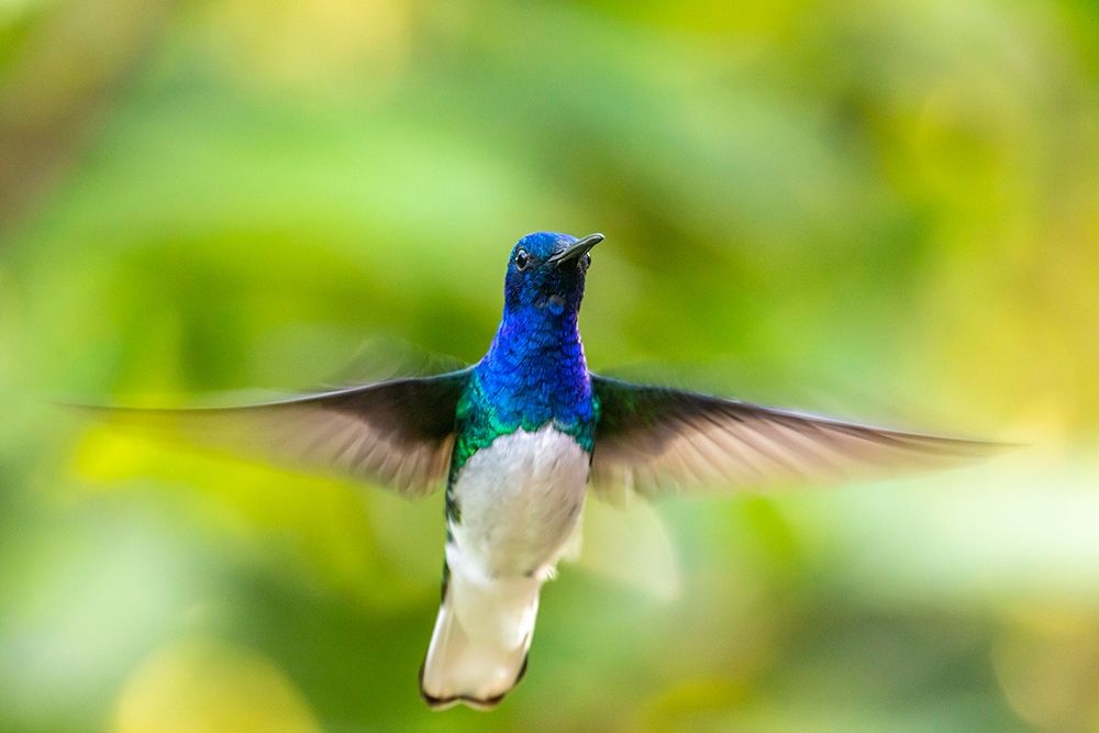 Caribbean-Trinidad-Asa Wright Nature Center Male white-necked jacobin hummingbird hovering art print by Jaynes Gallery for $57.95 CAD