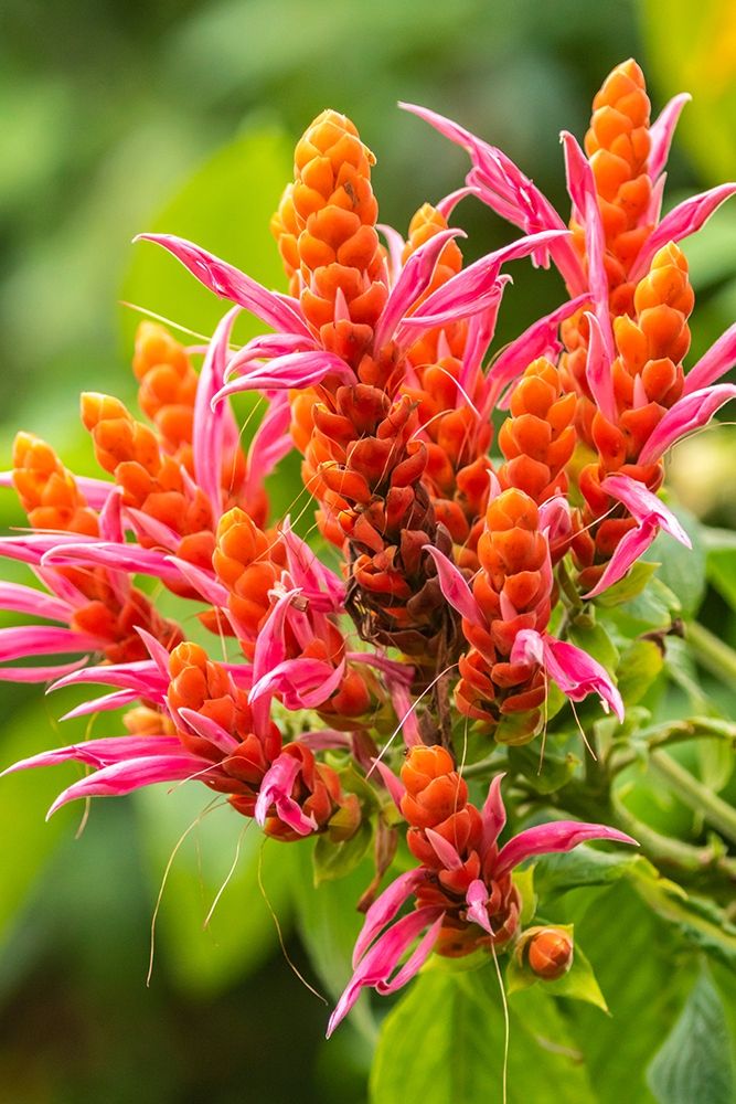 Caribbean-Trinidad-Asa Wright Nature Center Orange and pink flower blossoms art print by Jaynes Gallery for $57.95 CAD