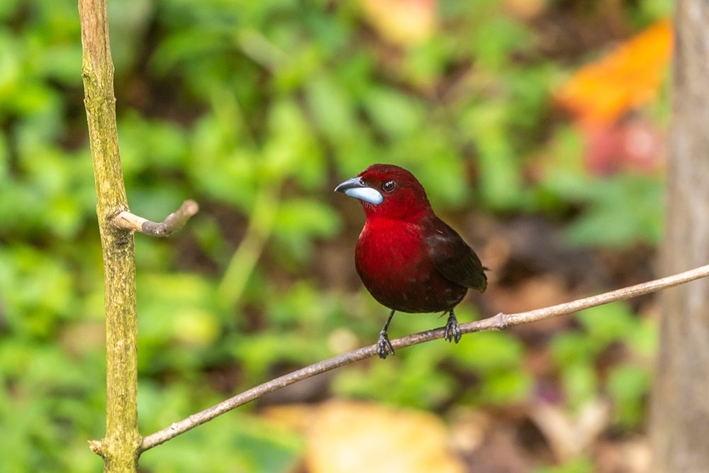 Caribbean-Trinidad-Asa Wright Nature Center Silver-beaked tanager bird on limb art print by Jaynes Gallery for $57.95 CAD