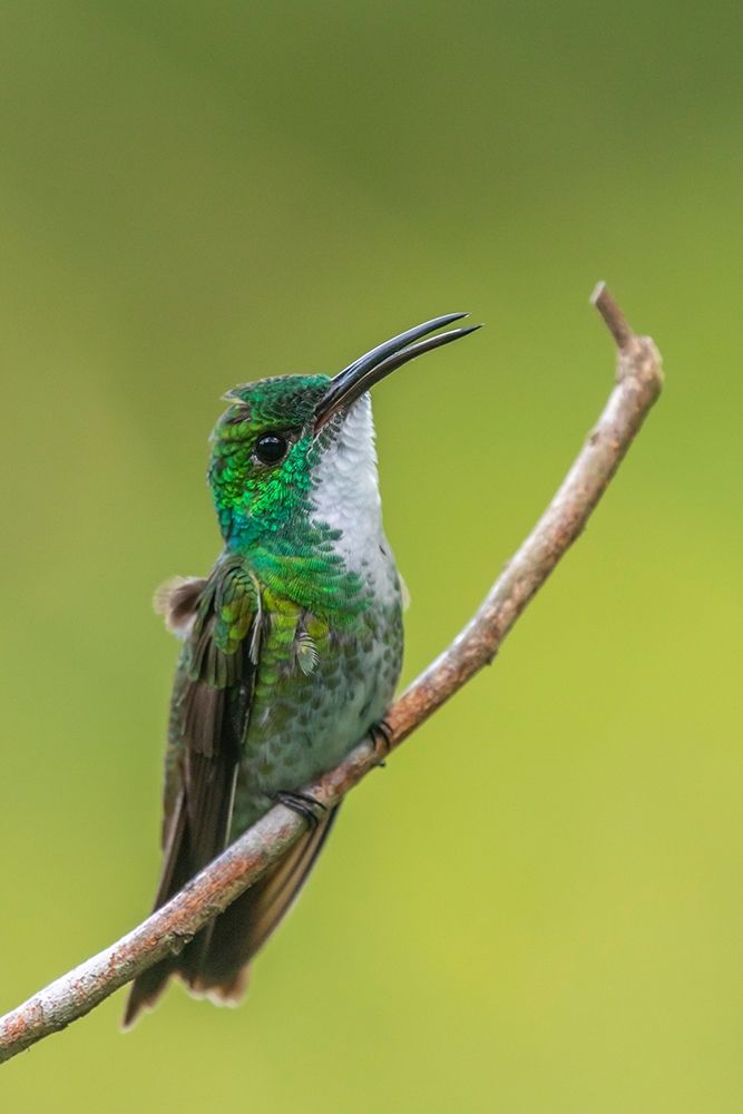 Caribbean-Trinidad-Asa Wright Nature Center White-chested emerald hummingbird on limb art print by Jaynes Gallery for $57.95 CAD