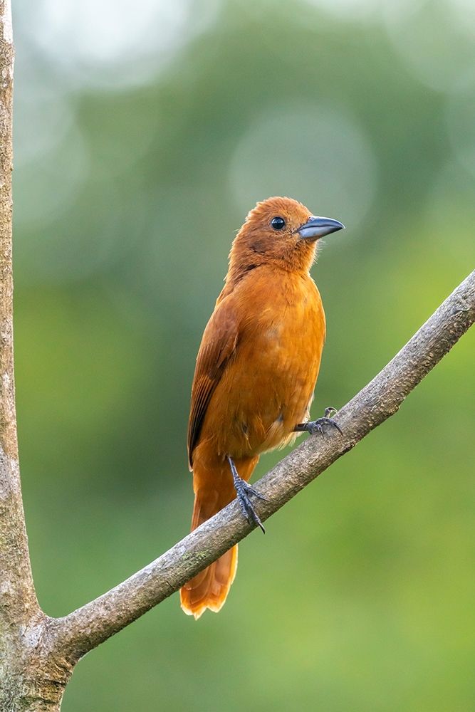 Caribbean-Trinidad-Asa Wright Nature Center Female white-lined tanager bird on limb art print by Jaynes Gallery for $57.95 CAD