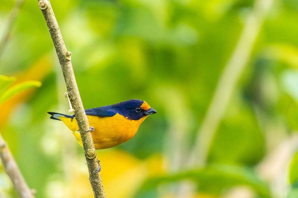 Caribbean-Trinidad-Asa Wright Nature Center Euphonia bird on limb art print by Jaynes Gallery for $57.95 CAD