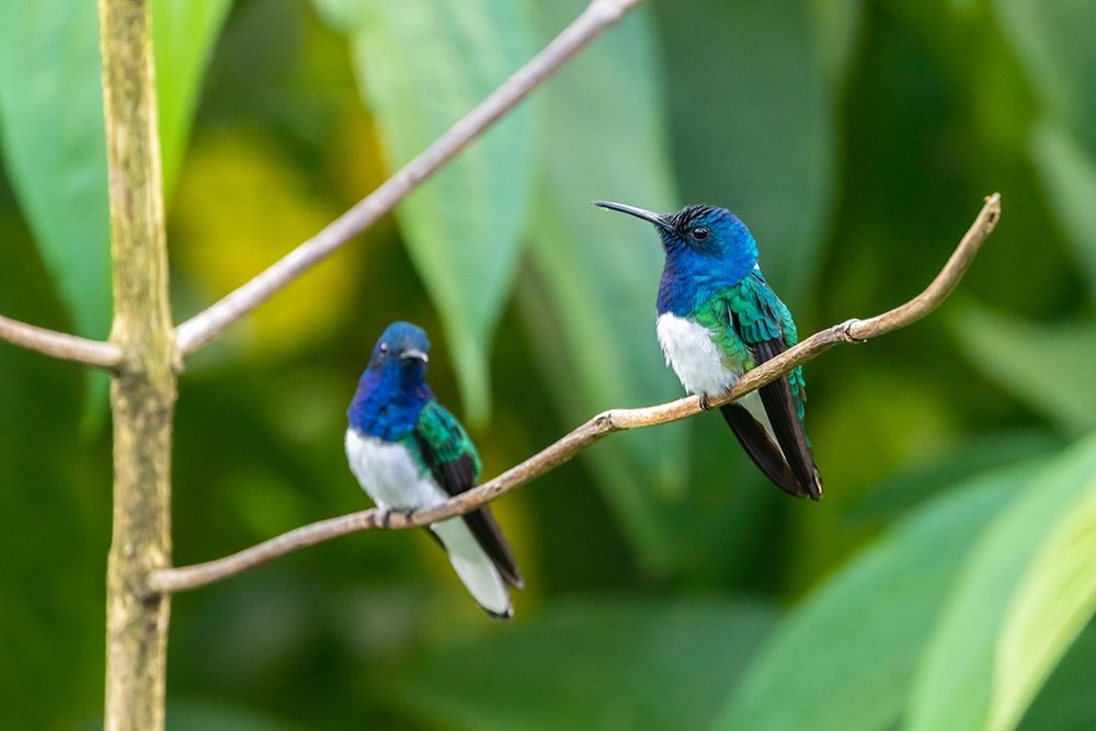 Caribbean-Trinidad-Asa Wright Nature Center Male white-necked jacobin hummingbirds on limb art print by Jaynes Gallery for $57.95 CAD