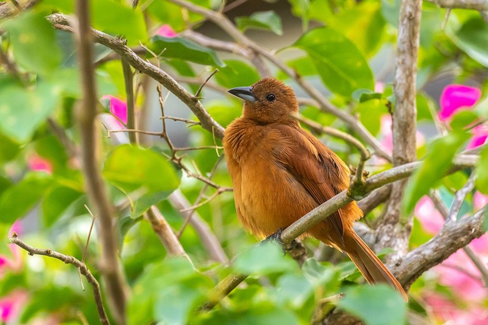 Caribbean-Trinidad-Asa Wright Nature Center Female white-lined tanager bird on limb art print by Jaynes Gallery for $57.95 CAD