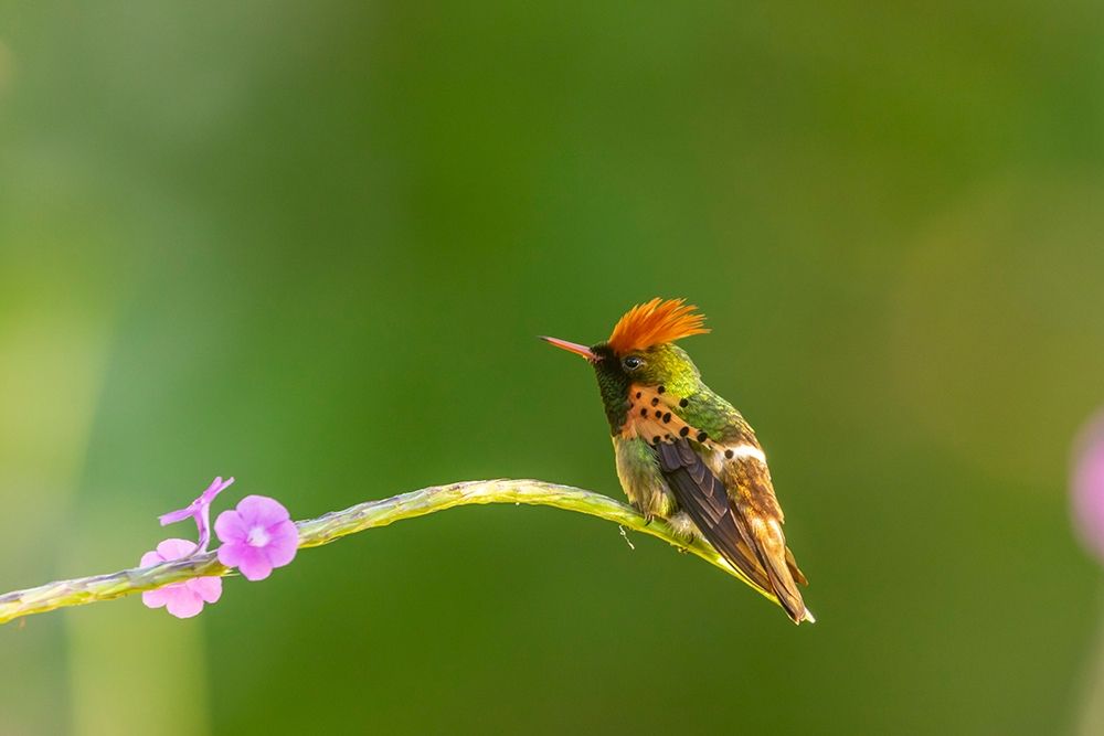 Caribbean-Trinidad-Asa Wright Nature Center Male tufted coquette hummingbird and vervine flower art print by Jaynes Gallery for $57.95 CAD