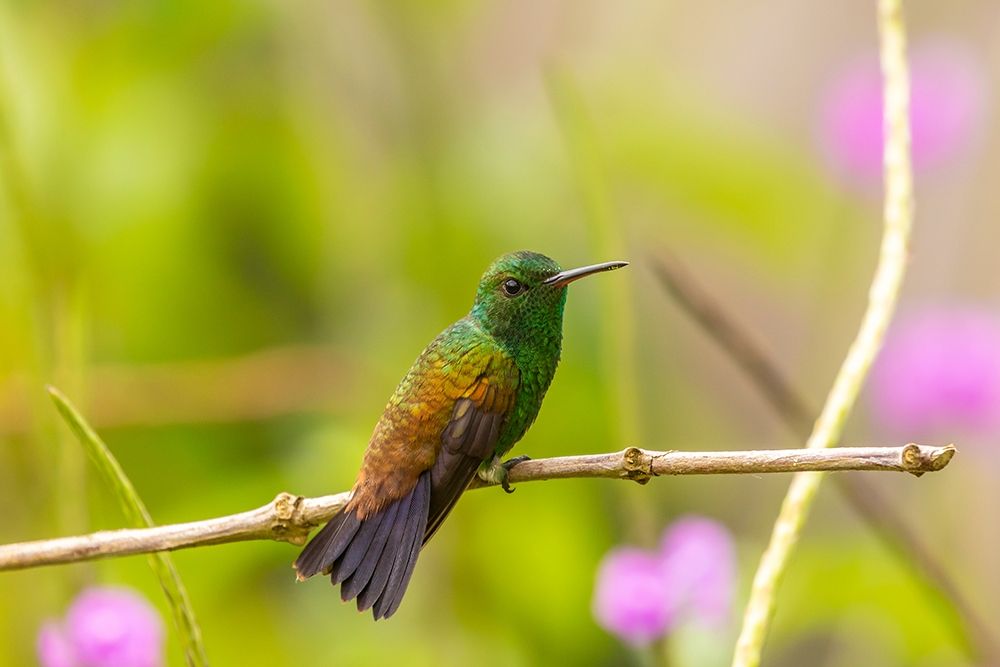 Caribbean-Trinidad-Asa Wright Nature Center Copper-rumped hummingbird on limb art print by Jaynes Gallery for $57.95 CAD