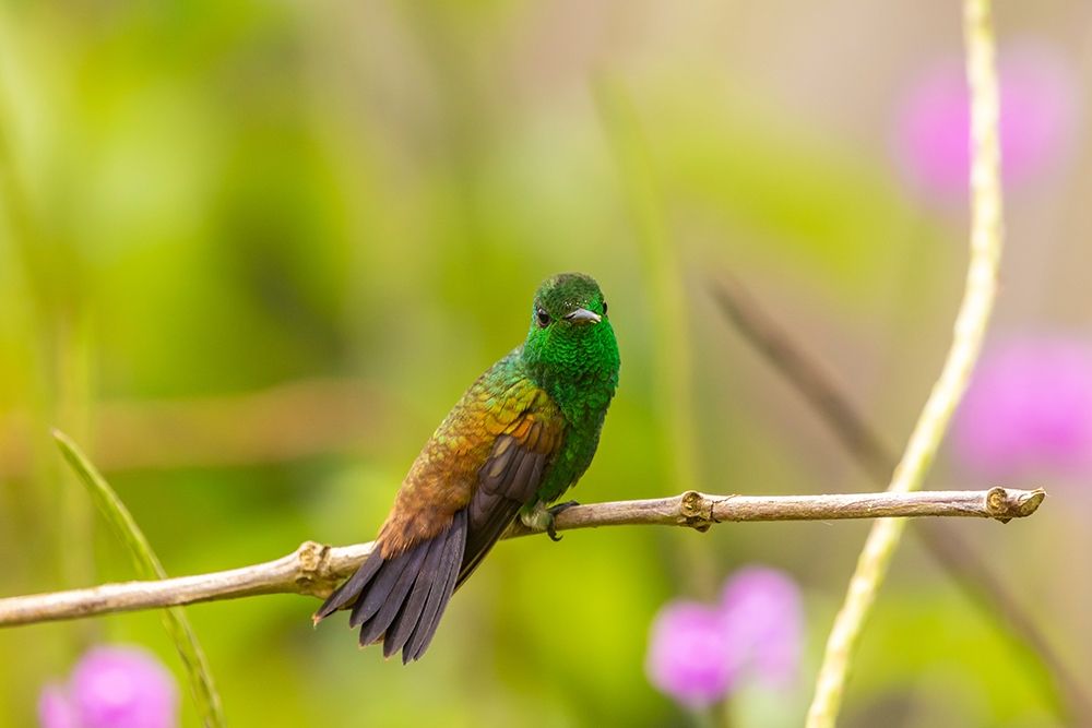 Caribbean-Trinidad-Asa Wright Nature Center Copper-rumped hummingbird on limb art print by Jaynes Gallery for $57.95 CAD