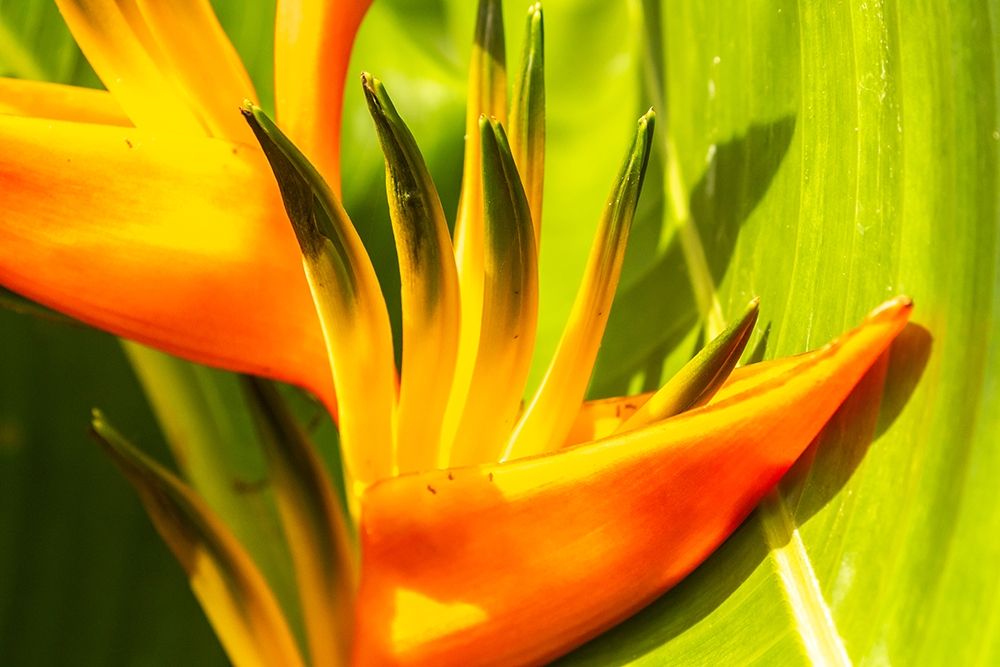 Caribbean-Trinidad-Asa Wright Nature Center Bird of paradise blossom art print by Jaynes Gallery for $57.95 CAD