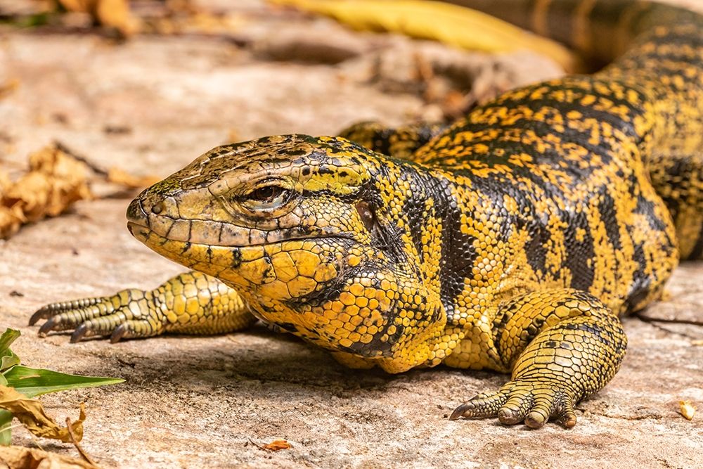 Caribbean-Trinidad-Asa Wright Nature Center Tegu lizard close-up art print by Jaynes Gallery for $57.95 CAD
