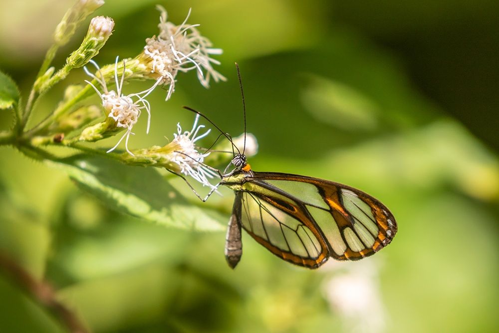 Caribbean-Trinidad-Asa Wright Nature Center Agnosia clearwing butterfly feeding art print by Jaynes Gallery for $57.95 CAD