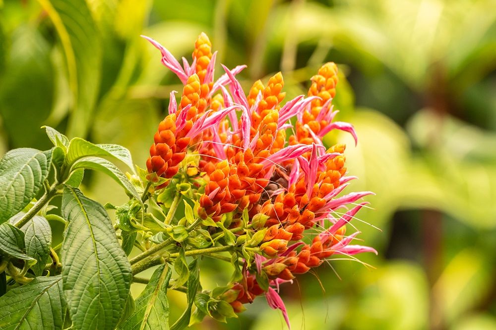 Caribbean-Trinidad-Asa Wright Nature Center Orange and pink flower blossoms art print by Jaynes Gallery for $57.95 CAD
