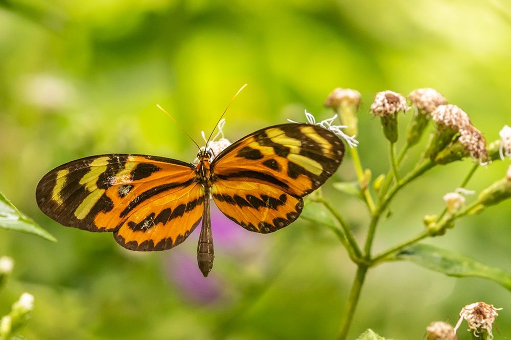 Caribbean-Trinidad-Asa Wright Nature Center Butterfly feeding art print by Jaynes Gallery for $57.95 CAD