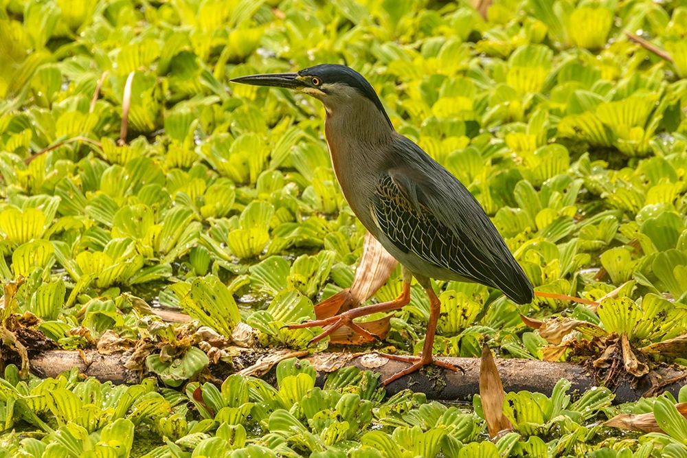 Caribbean-Trinidad Striated heron close-up art print by Jaynes Gallery for $57.95 CAD