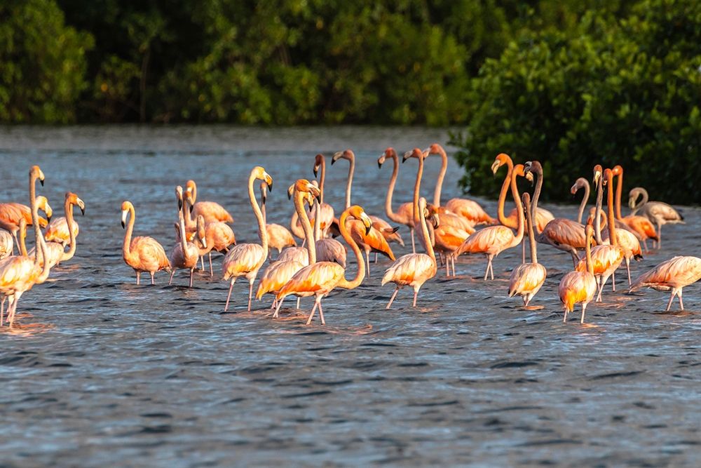 Caribbean-Trinidad-Caroni Swamp American greater flamingoes in water art print by Jaynes Gallery for $57.95 CAD