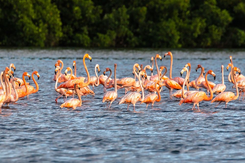 Caribbean-Trinidad-Caroni Swamp American greater flamingos in water art print by Jaynes Gallery for $57.95 CAD