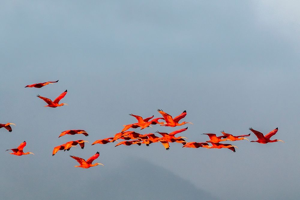 Caribbean-Trinidad-Caroni Swamp Scarlet ibis birds in flight art print by Jaynes Gallery for $57.95 CAD