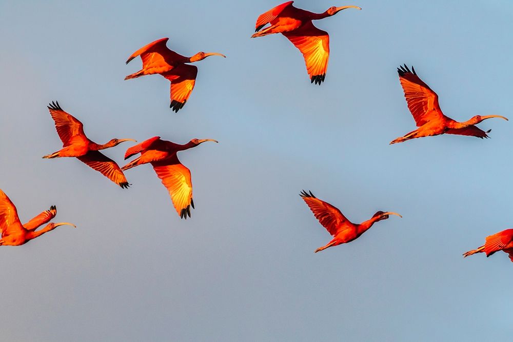 Caribbean-Trinidad-Caroni Swamp Scarlet ibis birds in flight art print by Jaynes Gallery for $57.95 CAD