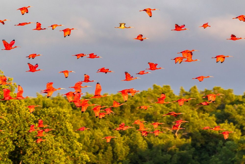 Caribbean-Trinidad-Caroni Swamp Scarlet ibis birds in flight art print by Jaynes Gallery for $57.95 CAD