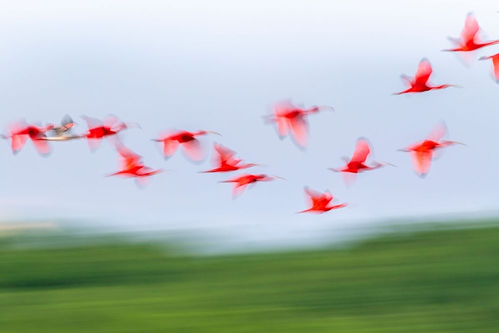 Caribbean-Trinidad-Caroni Swamp Blur of scarlet ibis birds in flight art print by Jaynes Gallery for $57.95 CAD