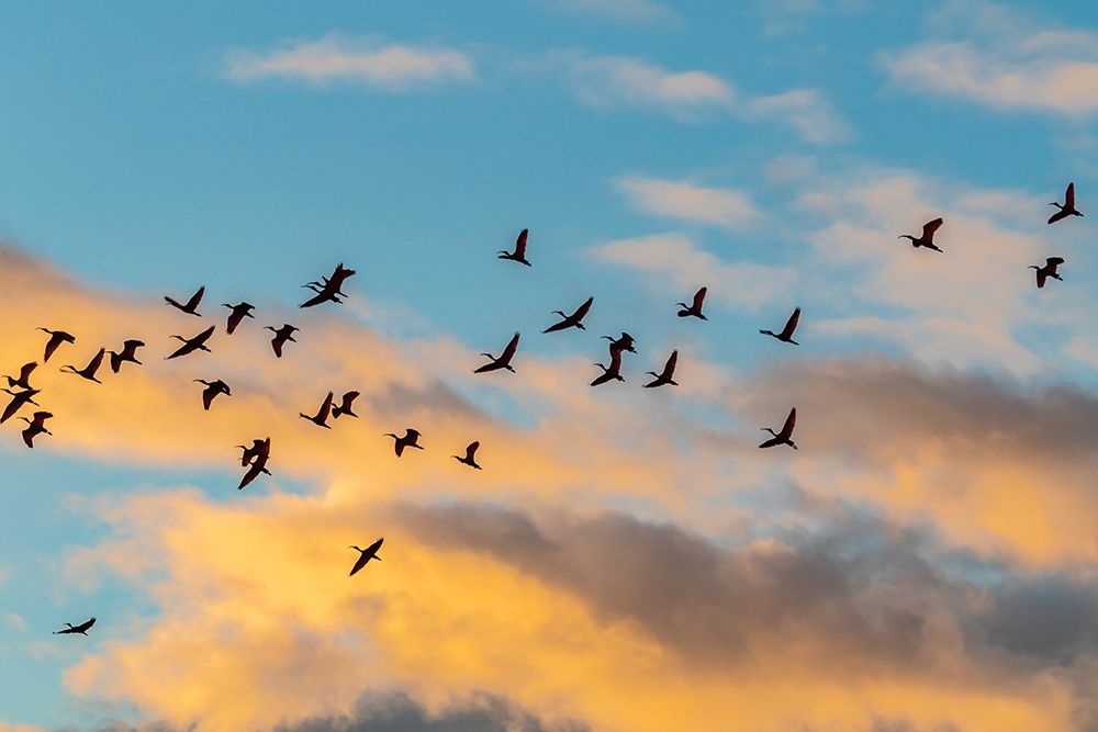 Caribbean-Trinidad-Caroni Swamp Scarlet ibis birds in flight at sunset art print by Jaynes Gallery for $57.95 CAD