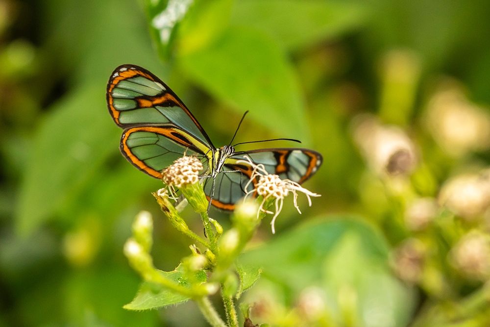 Caribbean-Trinidad-Asa Wright Nature Center Agnosia clearwing butterfly feeding art print by Jaynes Gallery for $57.95 CAD