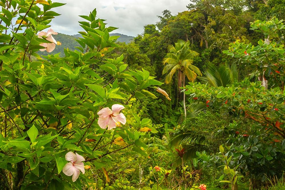 Caribbean-Trinidad Tropical jungle landscape with hibiscus flowers art print by Jaynes Gallery for $57.95 CAD