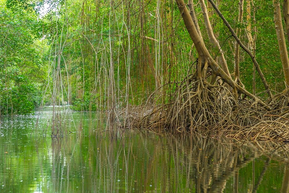 Caribbean-Trinidad Caroni Swamp scenic art print by Jaynes Gallery for $57.95 CAD