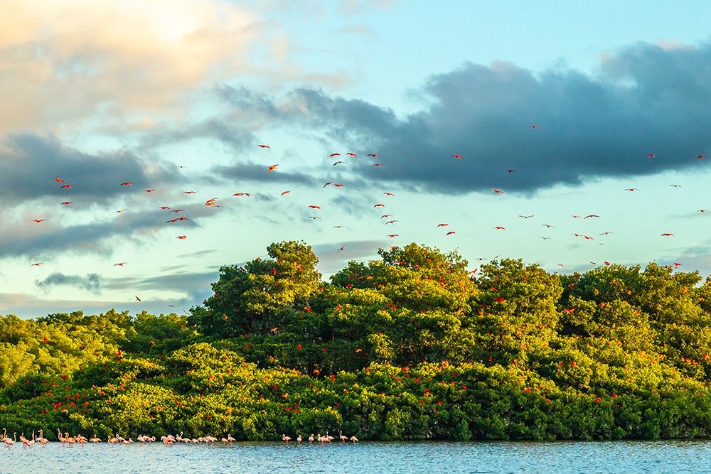 Caribbean-Trinidad-Caroni Swamp Scarlet ibis birds in flight and flamingos in water art print by Jaynes Gallery for $57.95 CAD