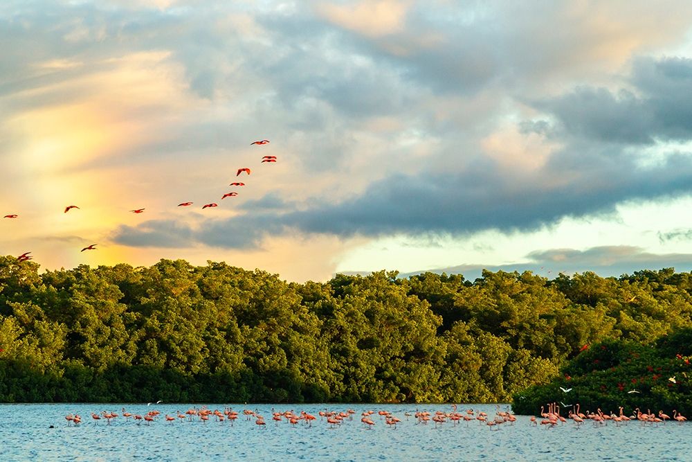 Caribbean-Trinidad-Caroni Swamp Scarlet ibis birds in flight and flamingos in water art print by Jaynes Gallery for $57.95 CAD