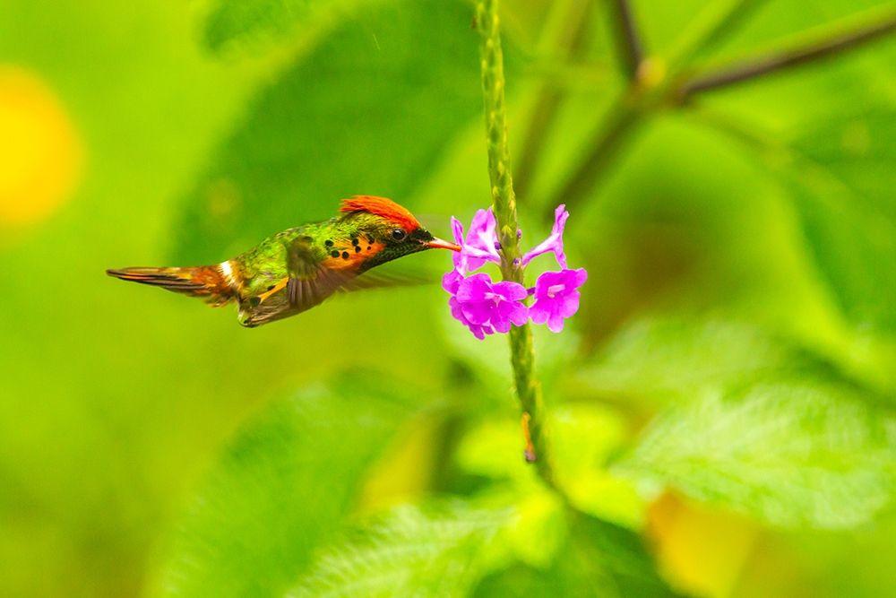Caribbean-Trinidad-Asa Wright Nature Center Female tufted coquette hummingbird feeding art print by Jaynes Gallery for $57.95 CAD