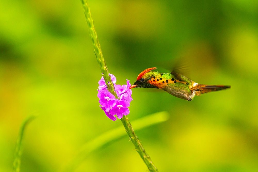 Caribbean-Trinidad-Asa Wright Nature Center Female tufted coquette hummingbird feeding art print by Jaynes Gallery for $57.95 CAD
