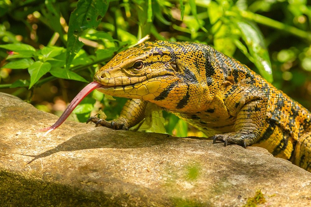 Caribbean-Trinidad-Asa Wright Nature Center Tegu lizard close-up art print by Jaynes Gallery for $57.95 CAD