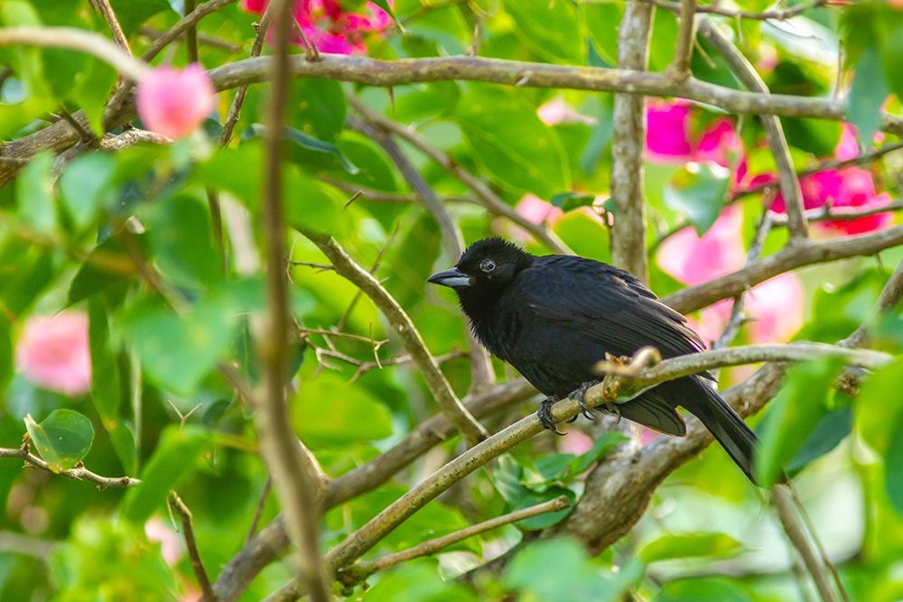Caribbean-Trinidad-Asa Wright Nature Center Male white-lined tanager bird on limb art print by Jaynes Gallery for $57.95 CAD