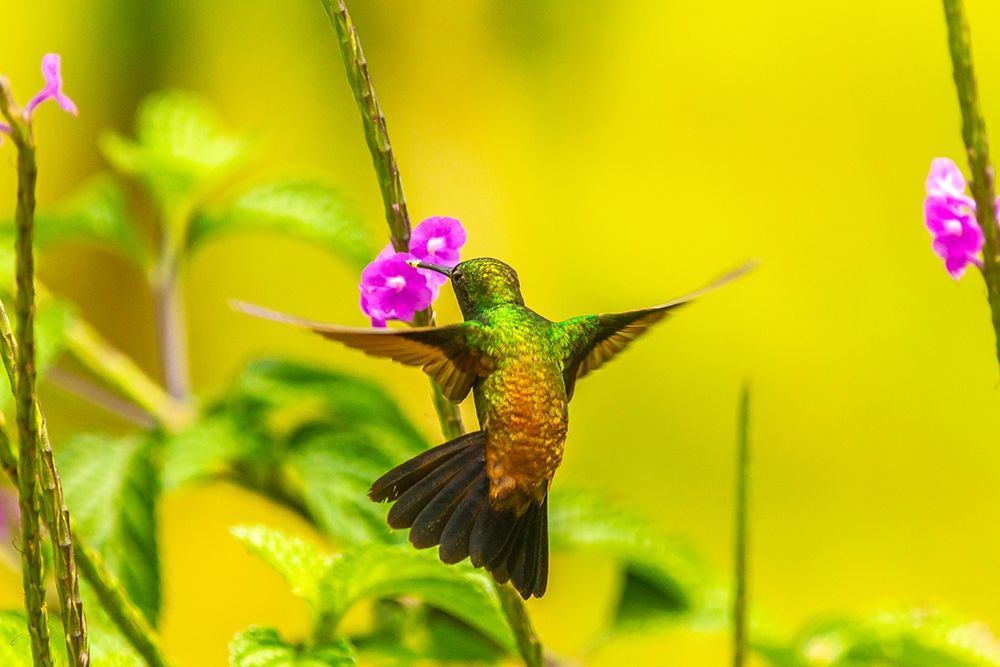 Caribbean-Trinidad-Asa Wright Nature Center Copper-rumped hummingbird feeding on vervine flower art print by Jaynes Gallery for $57.95 CAD