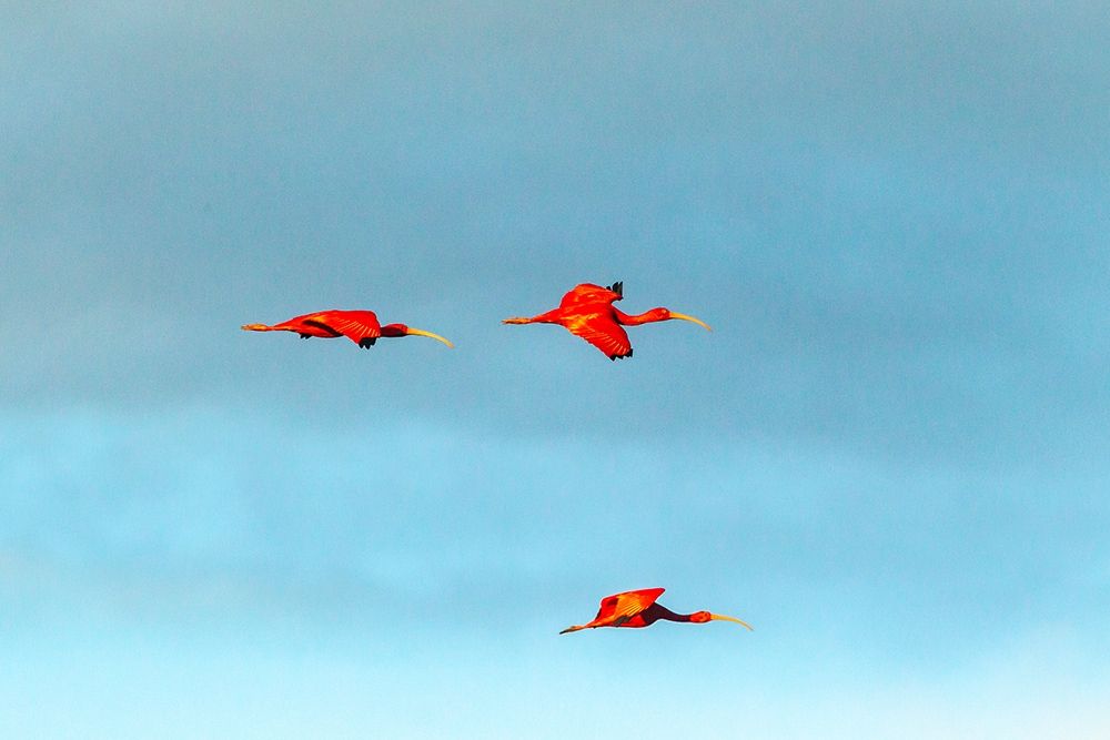 Caribbean-Trinidad-Caroni Swamp Scarlet ibis birds in flight art print by Jaynes Gallery for $57.95 CAD