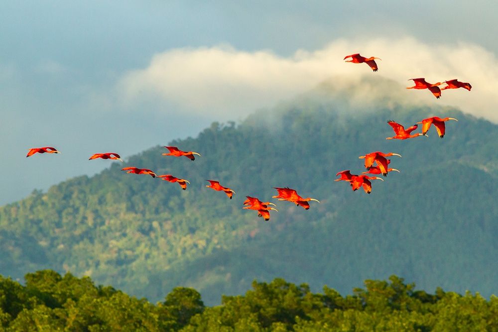 Caribbean-Trinidad-Caroni Swamp Scarlet ibis birds in flight art print by Jaynes Gallery for $57.95 CAD