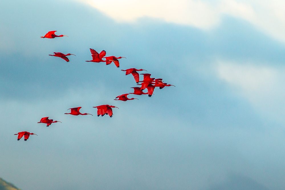 Caribbean-Trinidad-Caroni Swamp Scarlet ibis birds in flight art print by Jaynes Gallery for $57.95 CAD