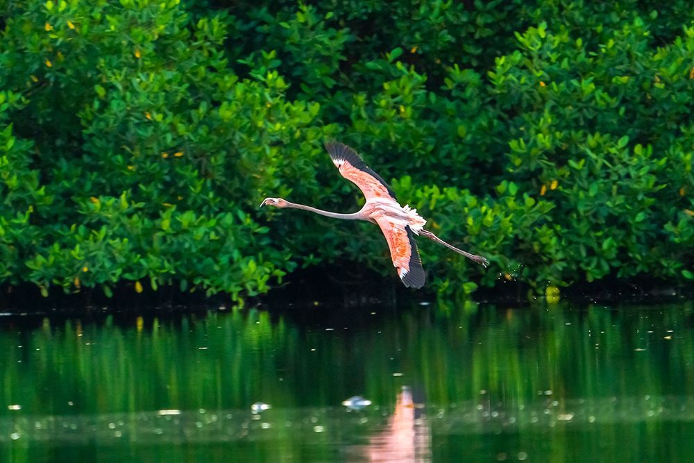 Trinidad-Caroni Swamp. American flamingo in flight. art print by Jaynes Gallery for $57.95 CAD
