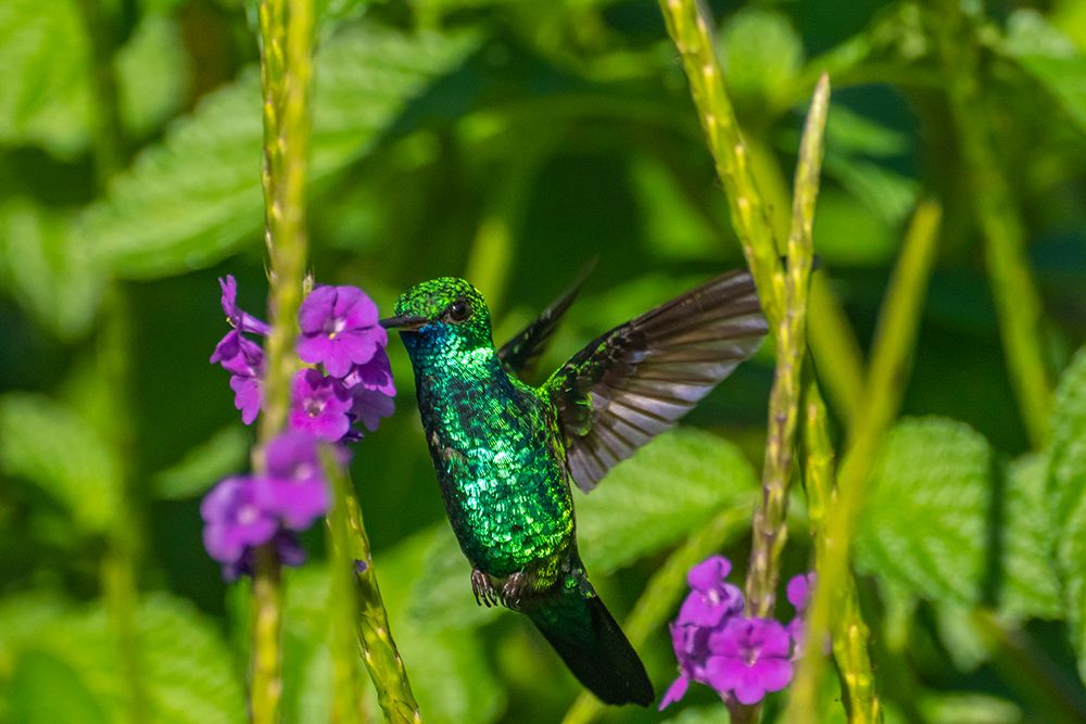 Trinidad. Blue-chinned sapphire hummingbird feeding on vervain flower. art print by Jaynes Gallery for $57.95 CAD