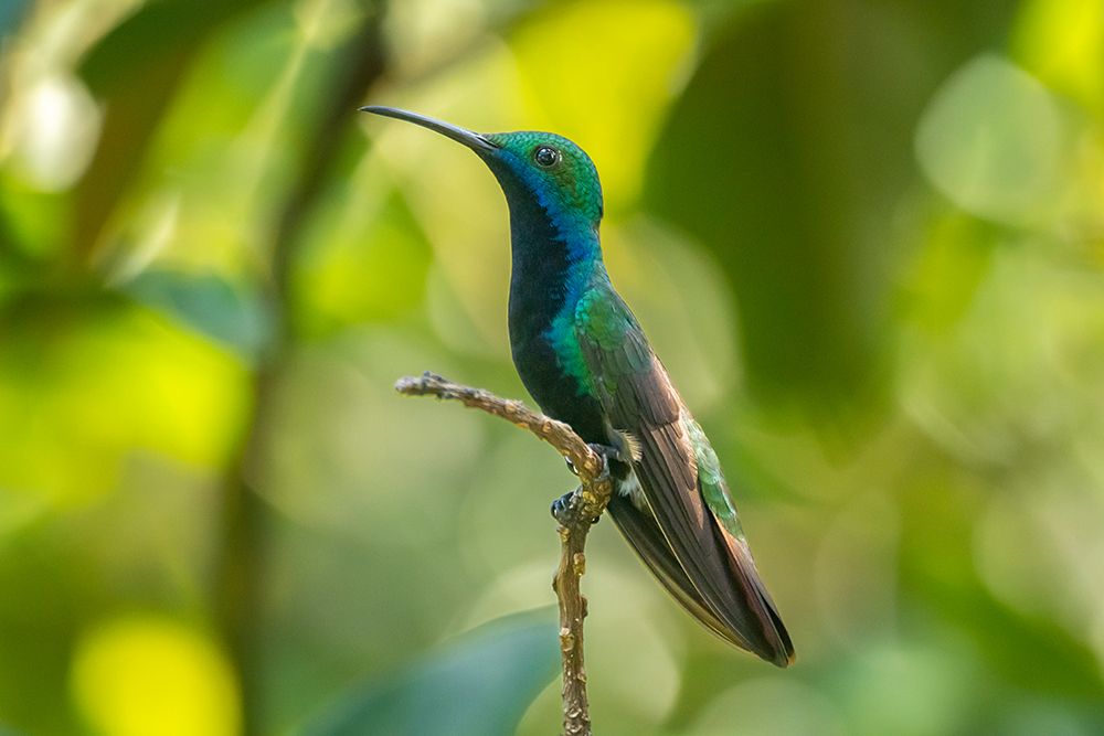 Trinidad. Black-throated mango hummingbird close-up. art print by Jaynes Gallery for $57.95 CAD