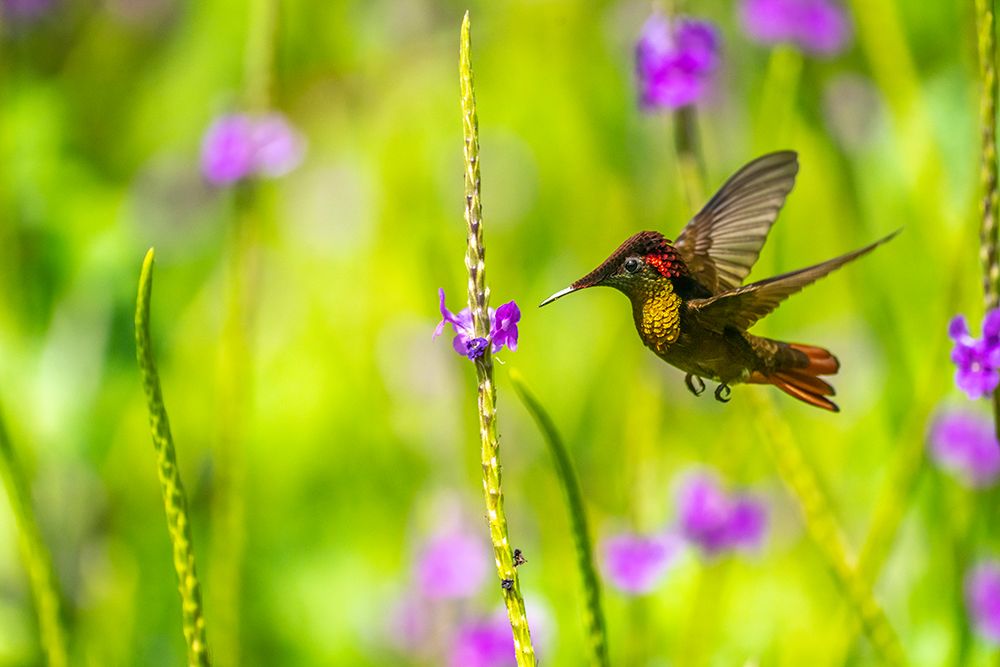 Trinidad. Ruby topaz hummingbird feeds on vervain flower. art print by Jaynes Gallery for $57.95 CAD