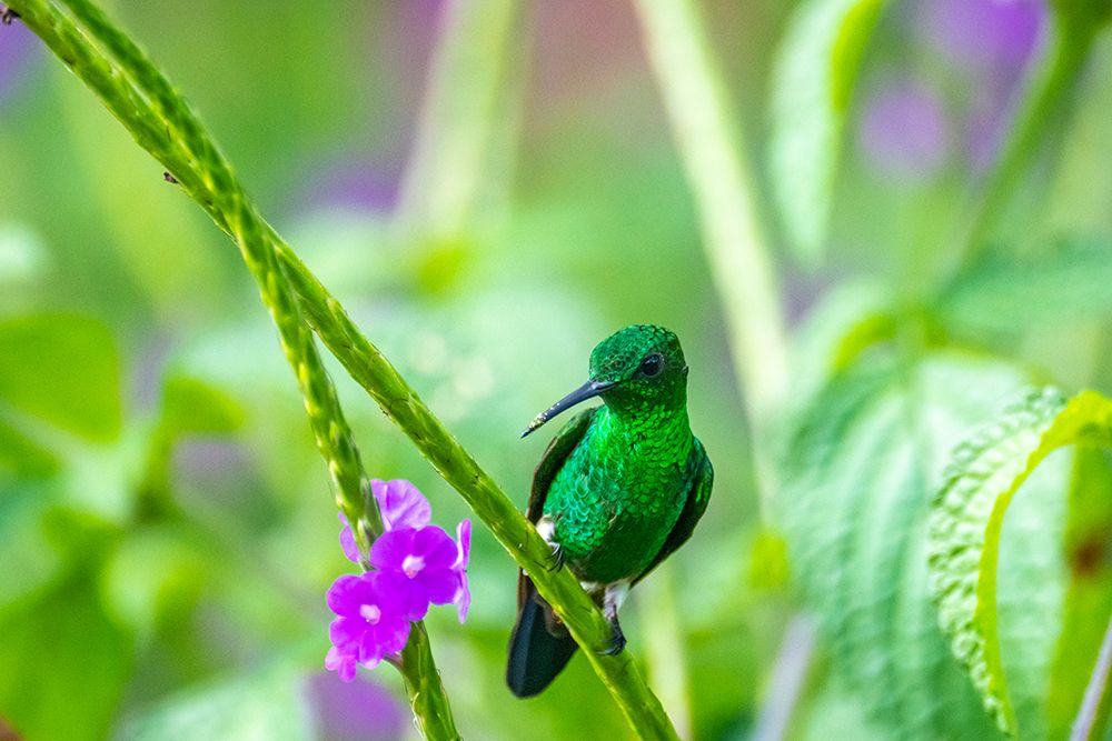 Trinidad. Copper-rumped hummingbird on limb. art print by Jaynes Gallery for $57.95 CAD