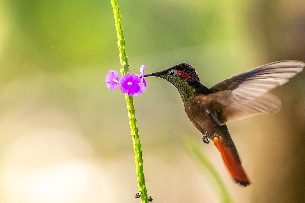 Trinidad. Ruby topaz hummingbird-feeding on vervain flower. art print by Jaynes Gallery for $57.95 CAD
