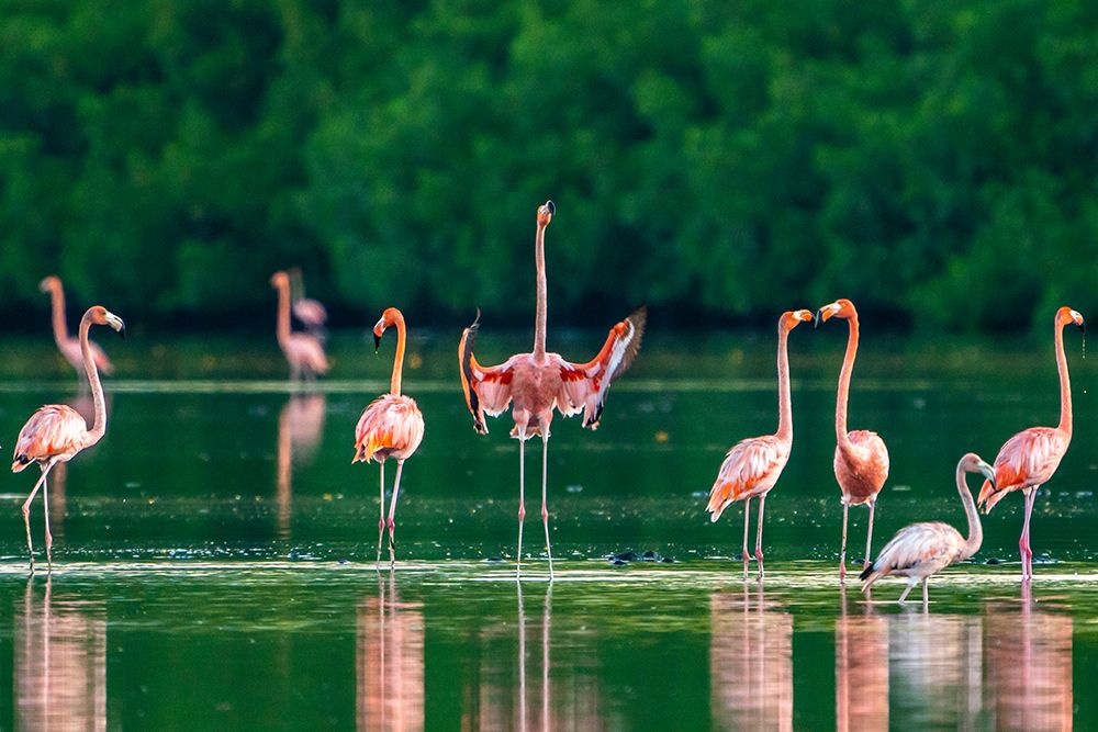 Trinidad-Caroni Swamp. American flamingos in swamp. art print by Jaynes Gallery for $57.95 CAD