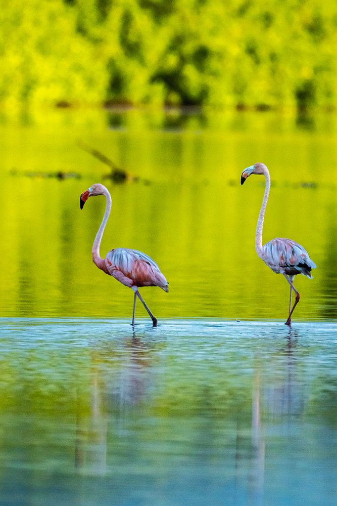 Trinidad-Caroni Swamp. American flamingos in swamp. art print by Jaynes Gallery for $57.95 CAD