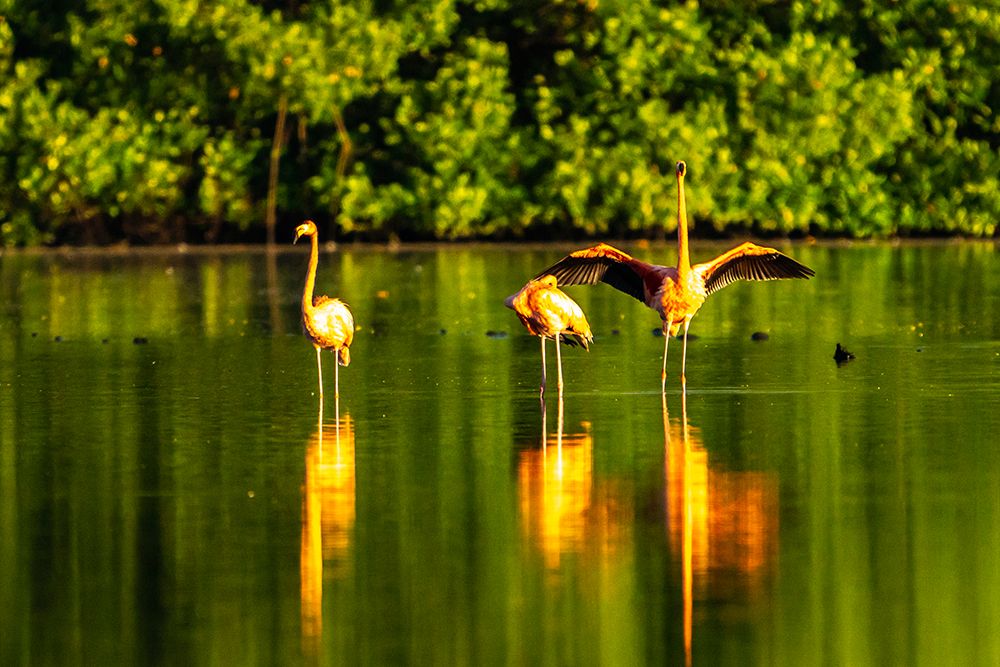 Trinidad-Caroni Swamp. American flamingos in swamp. art print by Jaynes Gallery for $57.95 CAD